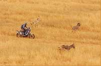Cyril Despres of France rides his KTM motorcycle past wild donkeys